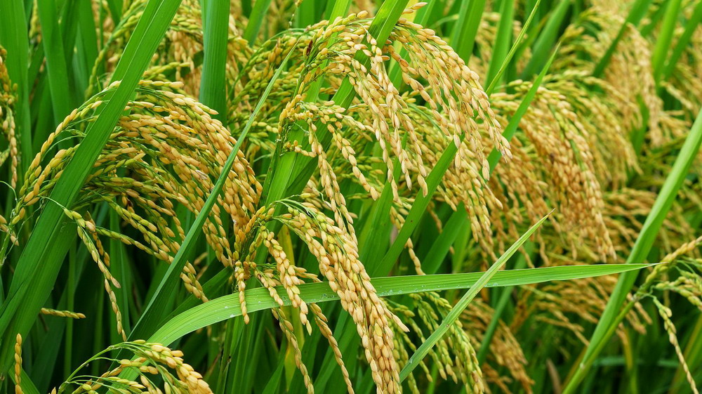 周邊產(chǎn)品一